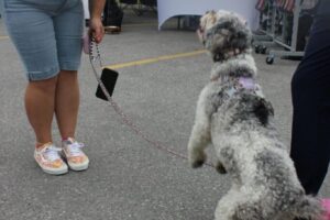 IMG_8838 IMG_8838