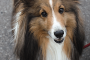 Jolly - Shetland Sheepdog